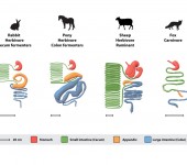 Jämförelse tarmsystem djurarter