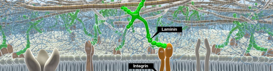 Cellmembran – Extra cellular matrix (ECM) – Lamininer