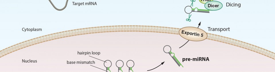 Bildning av miRNA i cellen – grundstegen