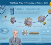 Nobelpriset i fysiologi eller medicin 2016 – poster