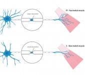 Motor neuron innervation comparison