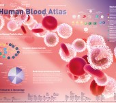 The Human Blood Atlas