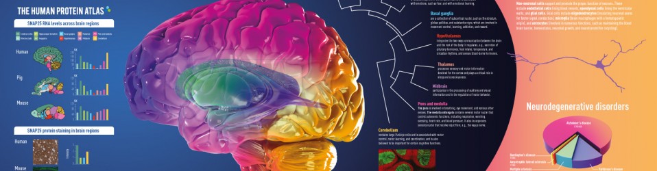 The Human Brain – Proteinatlas.org