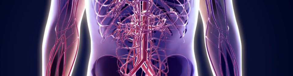 Human body and blood vessels
