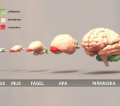 Jämförelse av hjärnan mellan olika arter