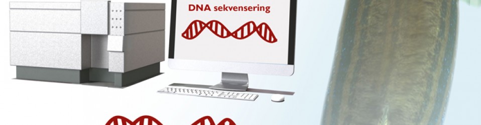 DNA-analys – zebrafisk
