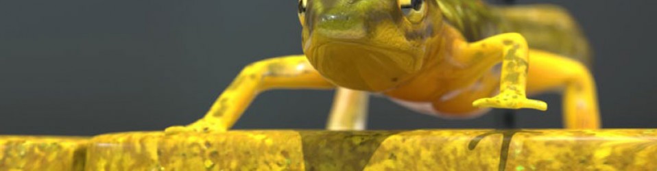 Salamander 3D