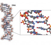 DNA molecule in 3D