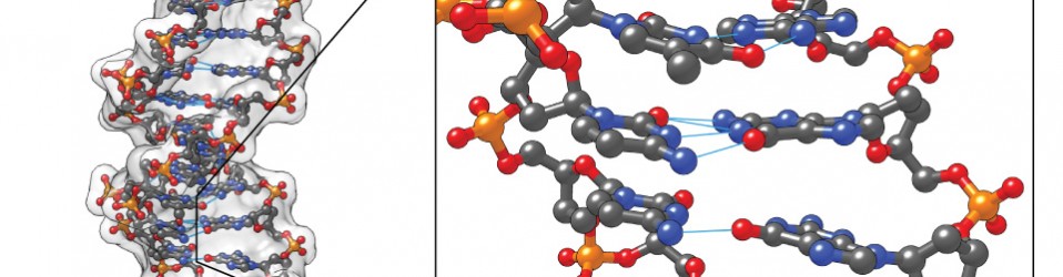 DNA molecule in 3D
