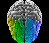 Human brain – rainbow colored