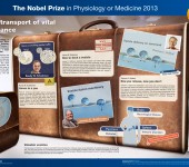 The Nobel Prize in Physiology or Medicine 2013