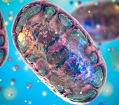Mitochondria 3D