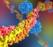 Fibrin and Thrombin proteins 3D