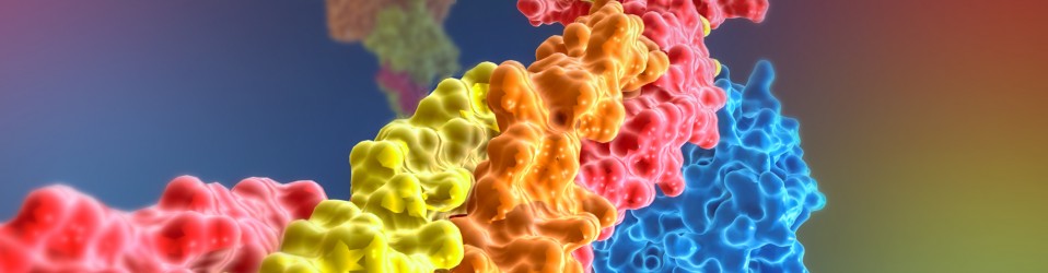 Fibrin and Thrombin proteins 3D