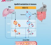 Graphical abstract for Journal of Internal Medicine