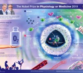 Nobel Prize in Physiology or Medicine 2019