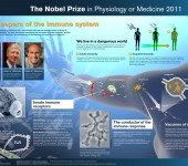Nobelpriset i fysiologi eller medicin 2011 – poster